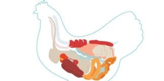 Bacillus Subtilis PB6 – A Complete Solution for Dysbacteriosis in Broilers