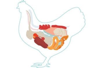 Bacillus Subtilis PB6 – A Complete Solution for Dysbacteriosis in Broilers