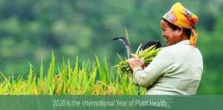 IYPH2020: Why the Agri-Food industry should care about it?