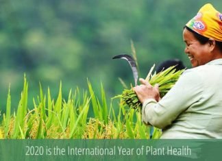 IYPH2020: Why the Agri-Food industry should care about it?
