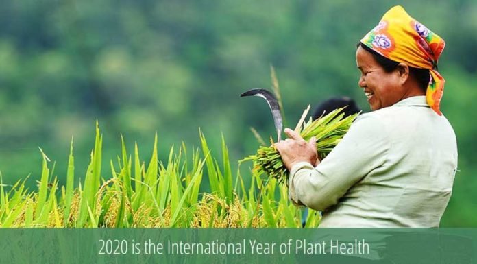 IYPH2020: Why the Agri-Food industry should care about it?