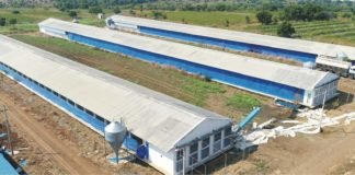 Egg can be a perfect choice of Gen-Z, a food which is good for health and good for planet