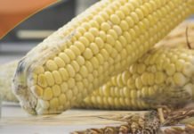 “The World Mycotoxin Forum” to Asia: Key Learnings
