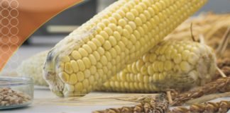 “The World Mycotoxin Forum” to Asia: Key Learnings
