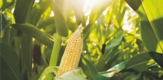 Lower Feed demand impacting maize prices – India