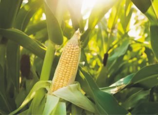 Lower Feed demand impacting maize prices – India