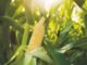 Lower Feed demand impacting maize prices – India