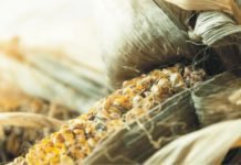 Mycotoxin Survey report for India by Cargill