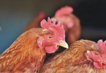 Not All Chelated Minerals are same