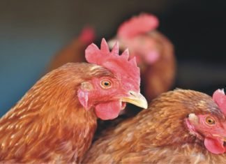 Not All Chelated Minerals are same