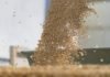 Fish and Shrimp farm revenues can improve with an Indian startup technology