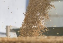 US soybean exports to China picking up