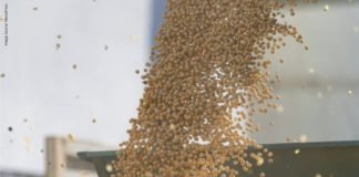 Fish and Shrimp farm revenues can improve with an Indian startup technology