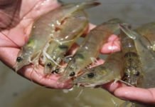 BioMar to partner with Vietnam firm for shrimp feed production