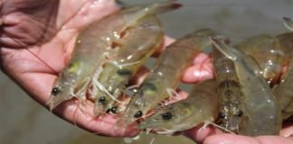 BioMar to partner with Vietnam firm for shrimp feed production
