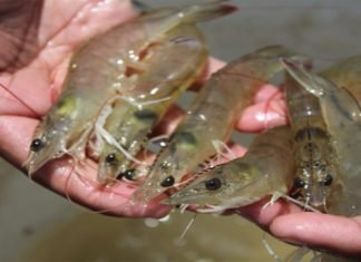 BioMar to partner with Vietnam firm for shrimp feed production