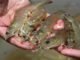 BioMar to partner with Vietnam firm for shrimp feed production