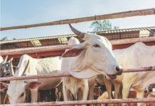 Covid-19: NDDB reformulates ingredients for lockdown-hit cattle feed plants