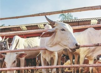 Covid-19: NDDB reformulates ingredients for lockdown-hit cattle feed plants