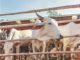Covid-19: NDDB reformulates ingredients for lockdown-hit cattle feed plants