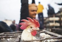 A dialogue with the Poultry Industry experts