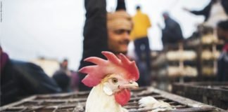 A dialogue with the Poultry Industry experts