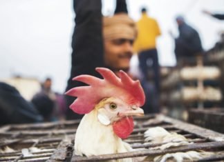 A dialogue with the Poultry Industry experts