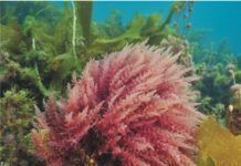 Seaweed – Research focus of start-ups and international animal nutrition companies