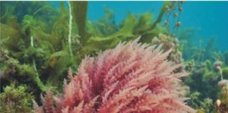 Seaweed – Research focus of start-ups and international animal nutrition companies