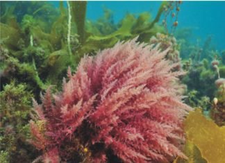Seaweed – Research focus of start-ups and international animal nutrition companies