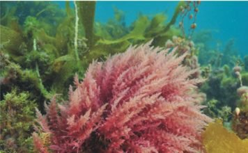 Seaweed – Research focus of start-ups and international animal nutrition companies