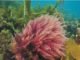 Seaweed – Research focus of start-ups and international animal nutrition companies