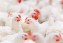 Global Poultry Outlook for Q2 2020: Rabobank