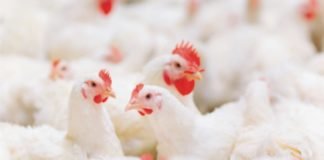 Global Poultry Outlook for Q2 2020: Rabobank