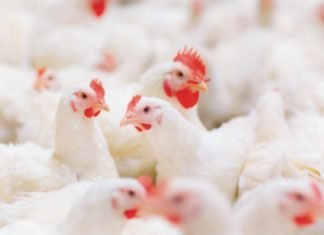 Global Poultry Outlook for Q2 2020: Rabobank