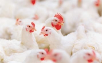 Global Poultry Outlook for Q2 2020: Rabobank