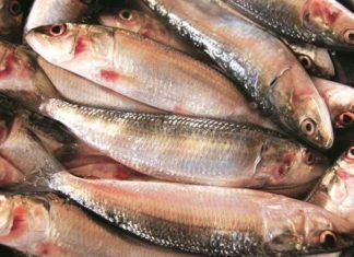 Financial plan to support Indian fisheries sector announced