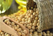 USDA Projects Rise in World Oilseed Production, Expects Higher Consumption, Reduces Ending Stock Estimates