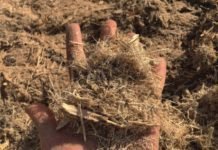 By-products of sugar can be potential animal feed