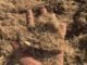 By-products of sugar can be potential animal feed