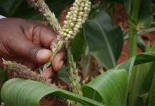 GM crops may bring food security in Africa