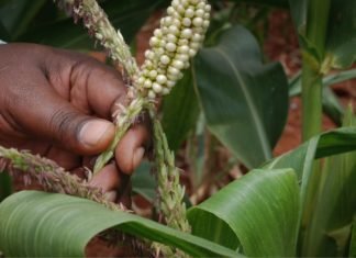 GM crops may bring food security in Africa