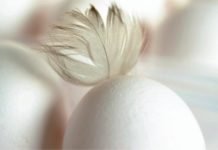 Understanding Colibacillosis for Better Prevention and Control in Poultry