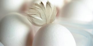 Understanding Colibacillosis for Better Prevention and Control in Poultry