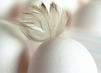 Understanding Colibacillosis for Better Prevention and Control in Poultry