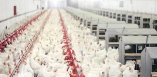 Poultry sector felt isolated from government support, seeks loan recast and interest relief