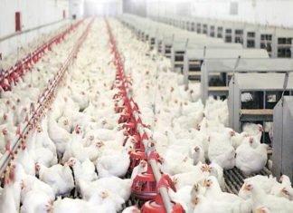 Poultry sector felt isolated from government support, seeks loan recast and interest relief