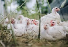 Vetphage Extends a Helping Hand to Support Poultry Farmers During Lockdown