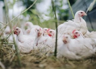 Vetphage Extends a Helping Hand to Support Poultry Farmers During Lockdown