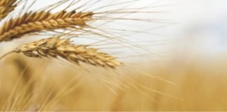 IGC forecasts for world grains crop in 2020/21